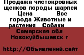 Продажа чистокровных щенков породы шарпей › Цена ­ 8 000 - Все города Животные и растения » Собаки   . Самарская обл.,Новокуйбышевск г.